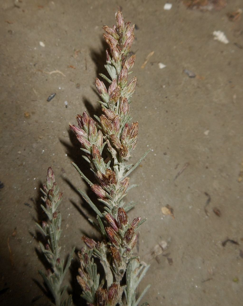 Artemisia caerulescens subsp. cretacea / Assenzio dei calanchi